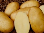 Купить картофель оптом